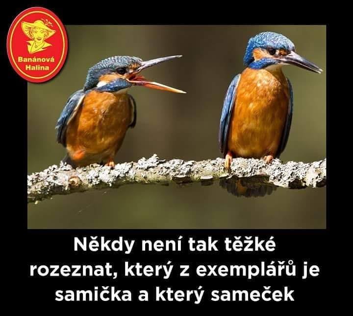 Ptáci