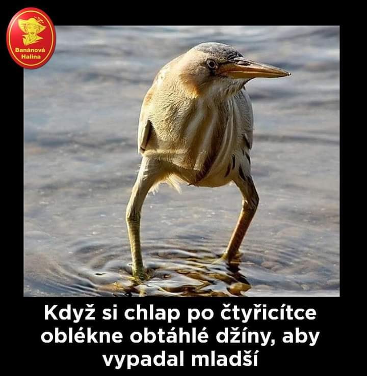 Pták